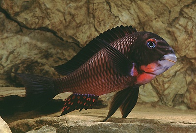 Tropheus sp. 'red' Livua